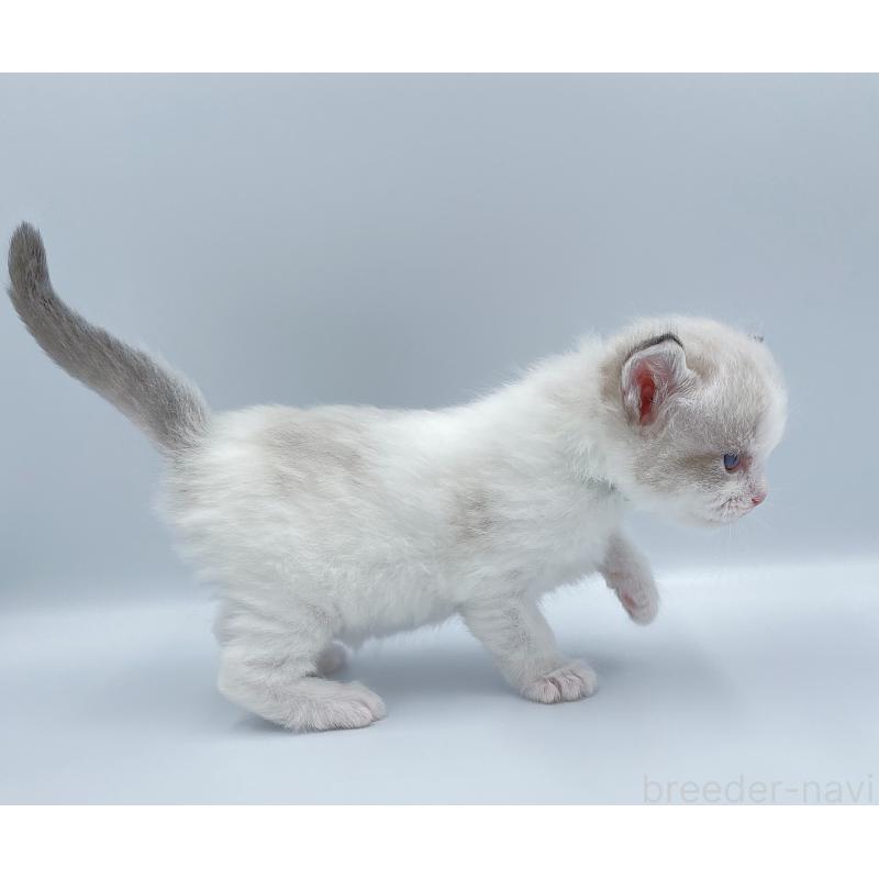 販売中の東京都のラグドール-139499の6枚目