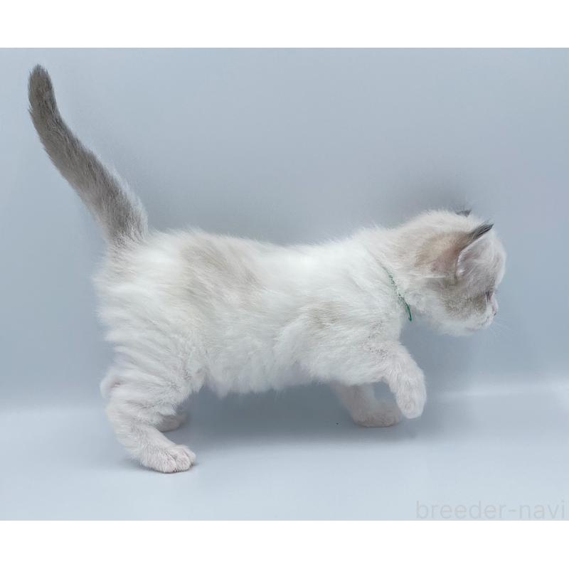 販売中の東京都のラグドール-139499の5枚目