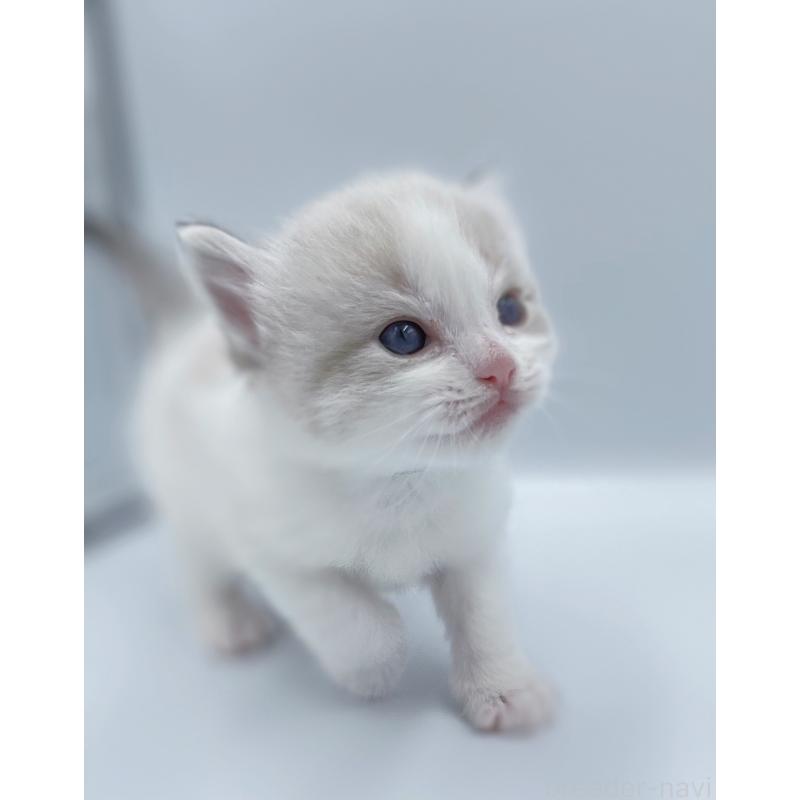 販売中の東京都のラグドール-139499の4枚目