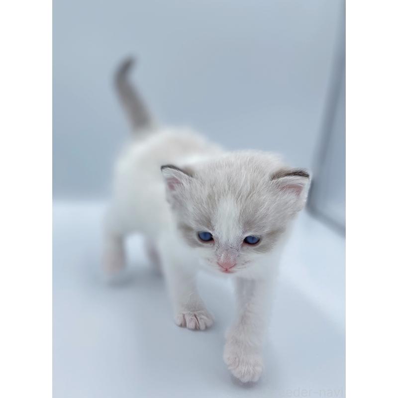 販売中の東京都のラグドール-139499の3枚目