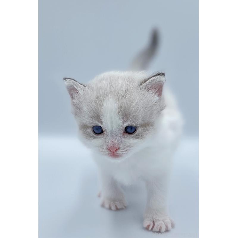 販売中の東京都のラグドール-139499の2枚目