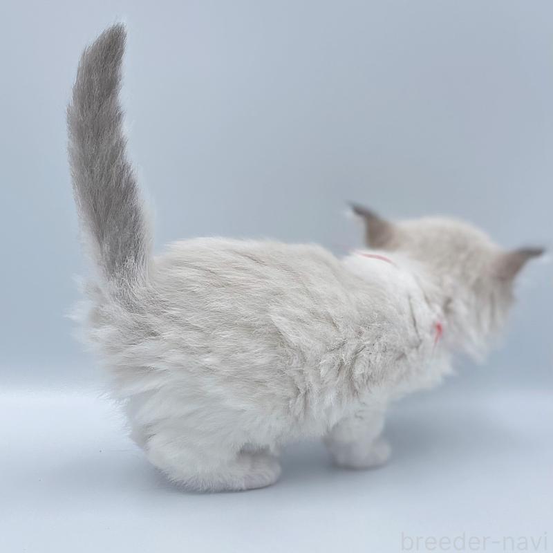 販売中の東京都のラグドール-139500の8枚目