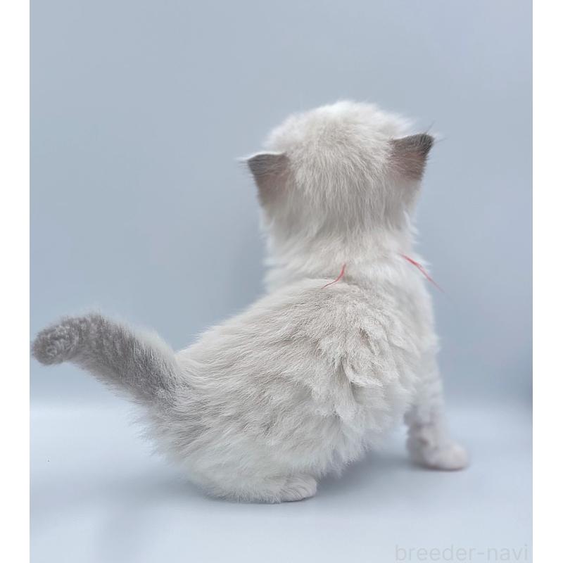 販売中の東京都のラグドール-139500の7枚目