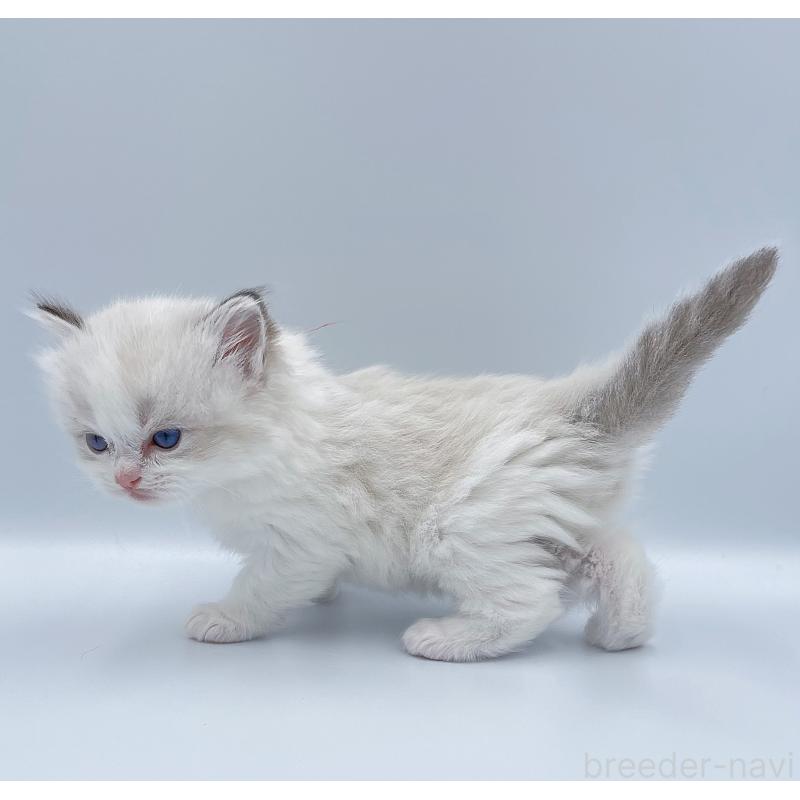 販売中の東京都のラグドール-139500の6枚目