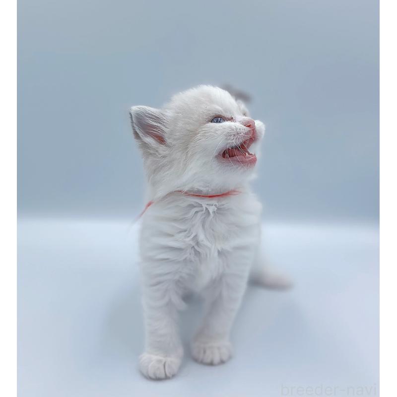 販売中の東京都のラグドール-139500の3枚目