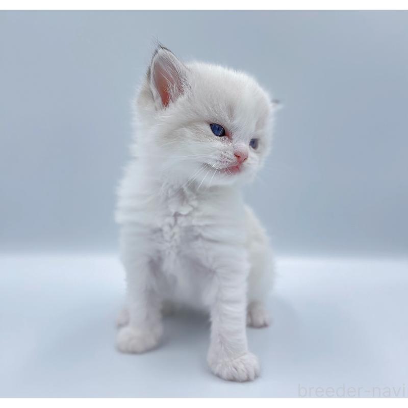 販売中の東京都のラグドール-139501の8枚目