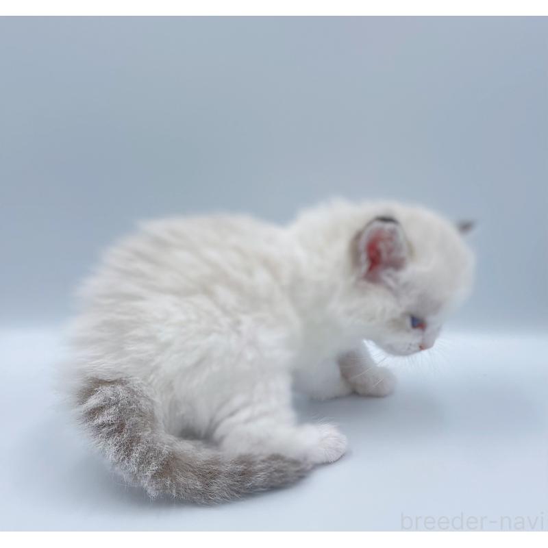 販売中の東京都のラグドール-139501の7枚目