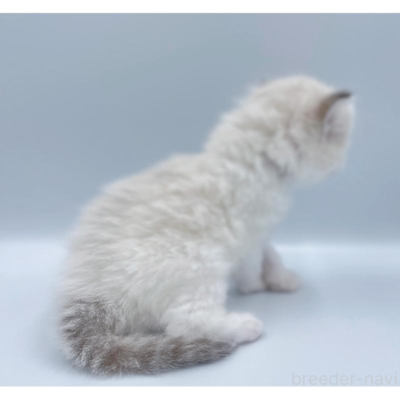 販売中の東京都のラグドール-139501の5枚目