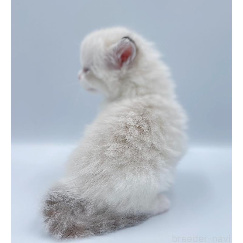 販売中の東京都のラグドール-139501の4枚目