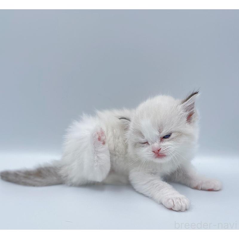 販売中の東京都のラグドール-139501の3枚目