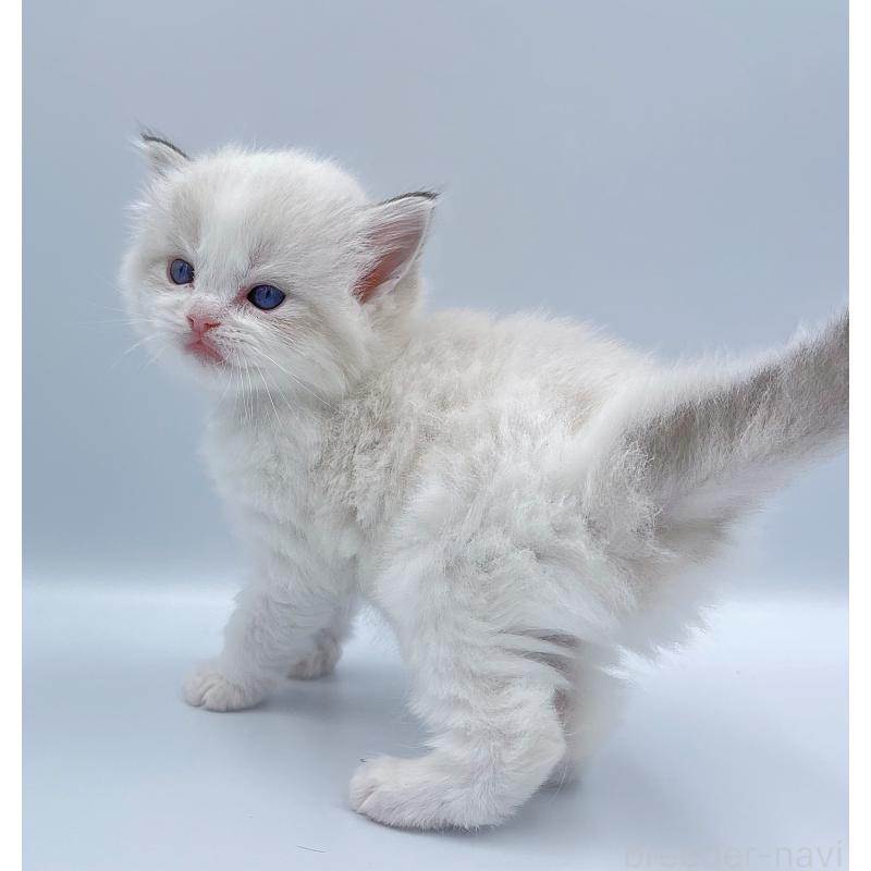 販売中の東京都のラグドール-139501の2枚目