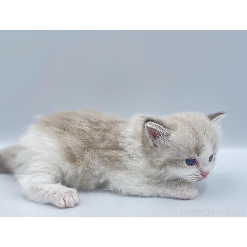 販売中の東京都のラグドール-139502の8枚目