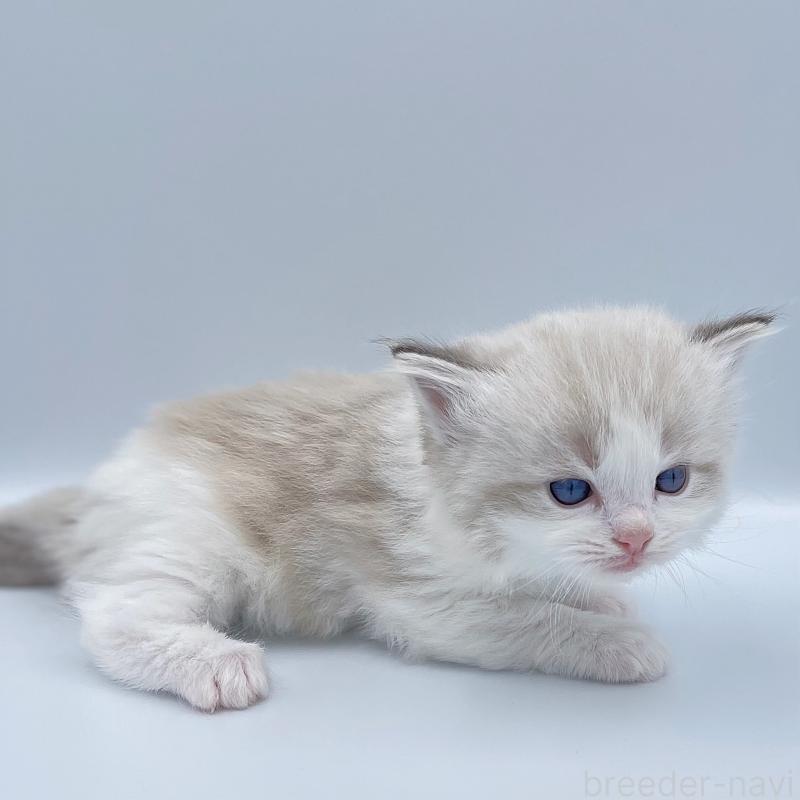 販売中の東京都のラグドール-139502の7枚目