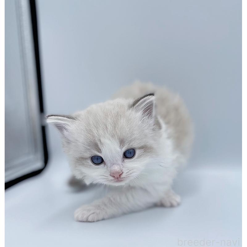 販売中の東京都のラグドール-139502の6枚目