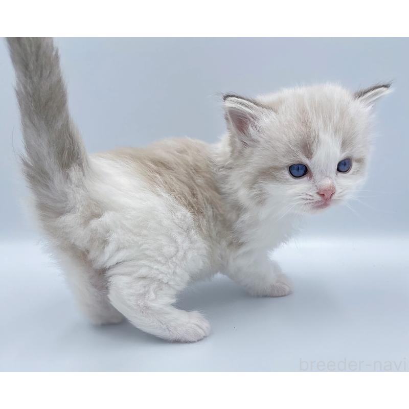 販売中の東京都のラグドール-139502の5枚目