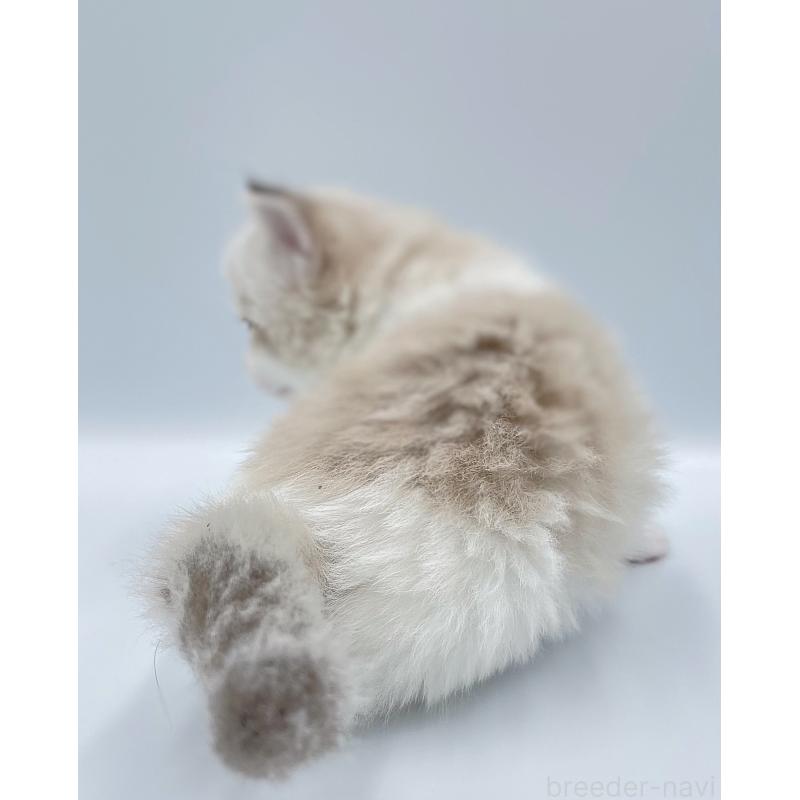 販売中の東京都のラグドール-139502の3枚目