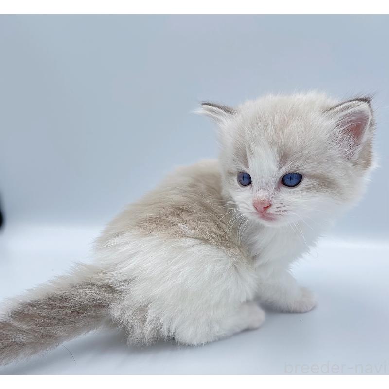 販売中の東京都のラグドール-139502の2枚目