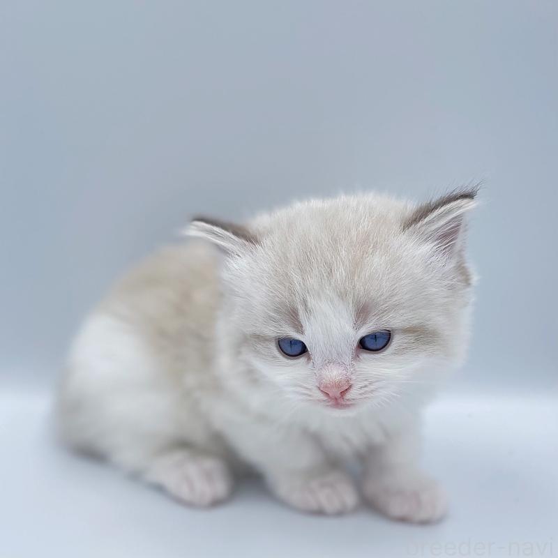 販売中の東京都のラグドール-139503の7枚目