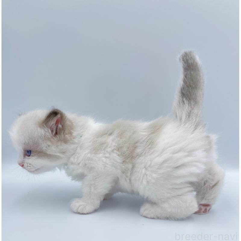 販売中の東京都のラグドール-139503の6枚目