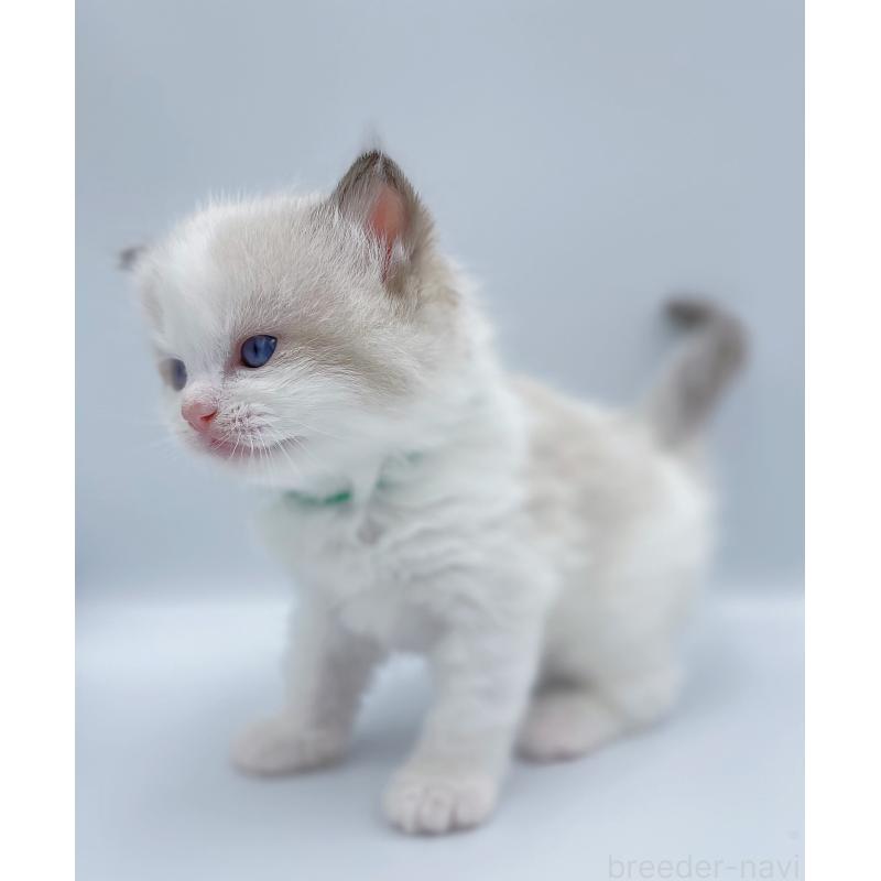 販売中の東京都のラグドール-139503の5枚目