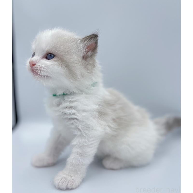 販売中の東京都のラグドール-139503の3枚目