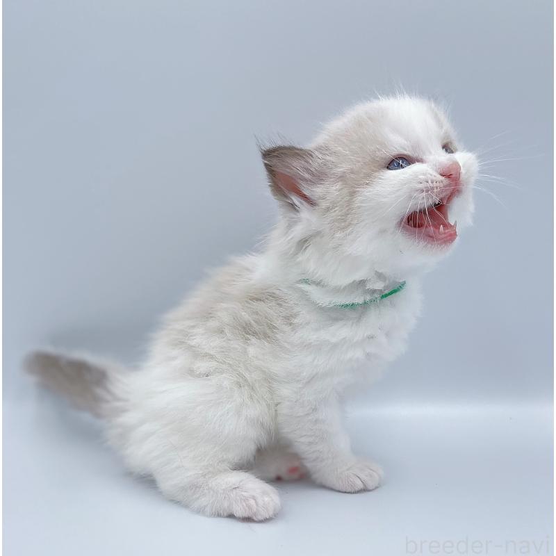 販売中の東京都のラグドール-139503の2枚目