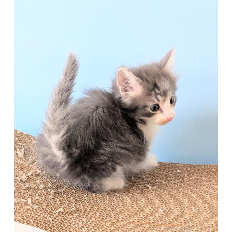 販売中の愛知県のノルウェージャンフォレストキャット-139551の6枚目