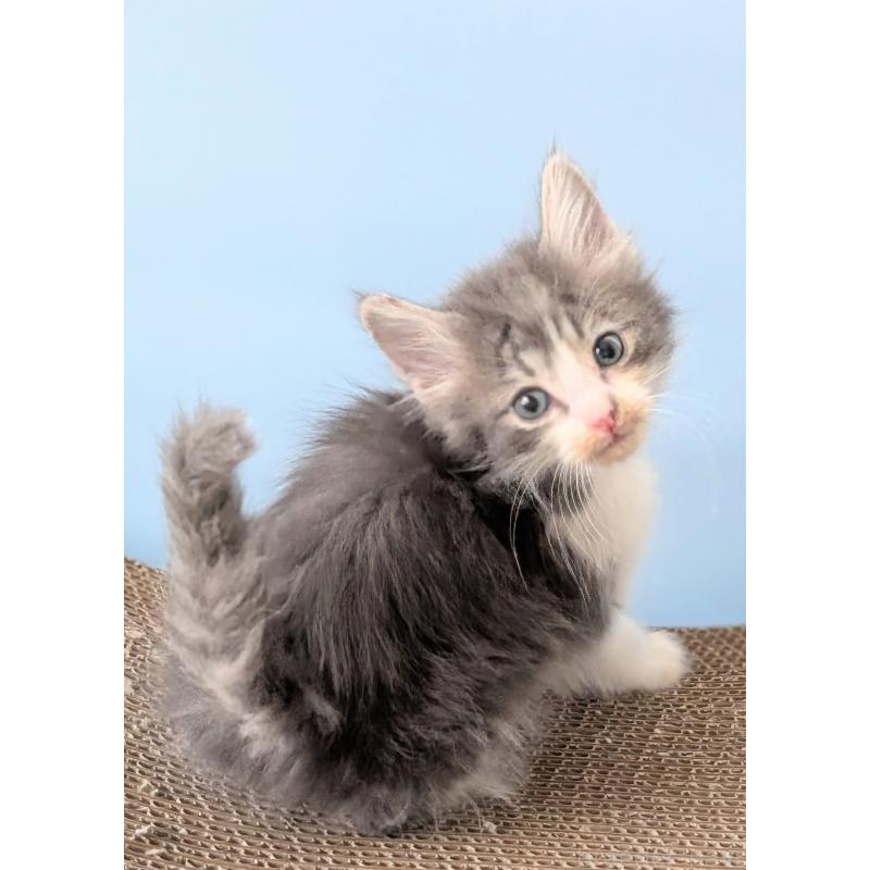 販売中の愛知県のノルウェージャンフォレストキャット-139551の4枚目