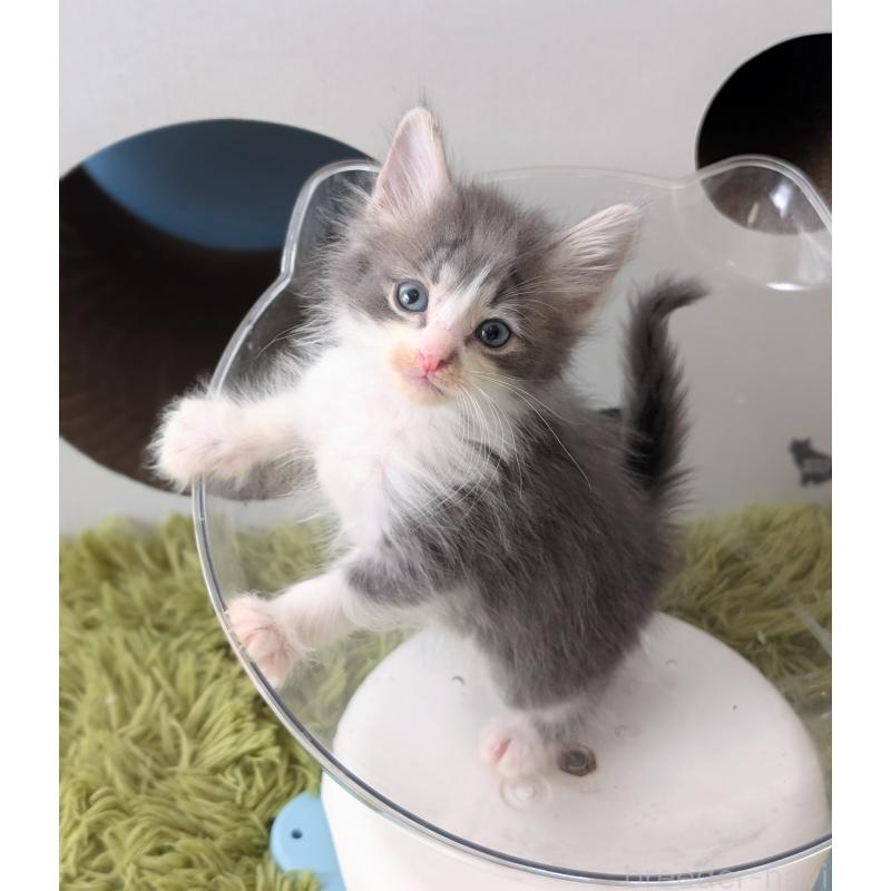 販売中の愛知県のノルウェージャンフォレストキャット-139551の3枚目