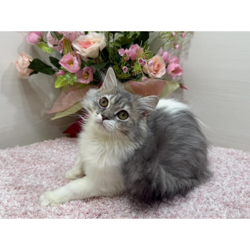 販売中の東京都のラガマフィン-139557の6枚目