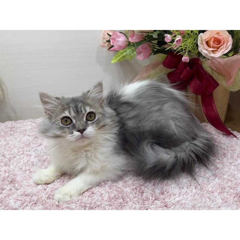 販売中の東京都のラガマフィン-139557の5枚目