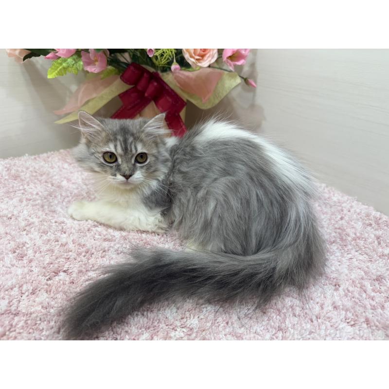 販売中の東京都のラガマフィン-139557の4枚目