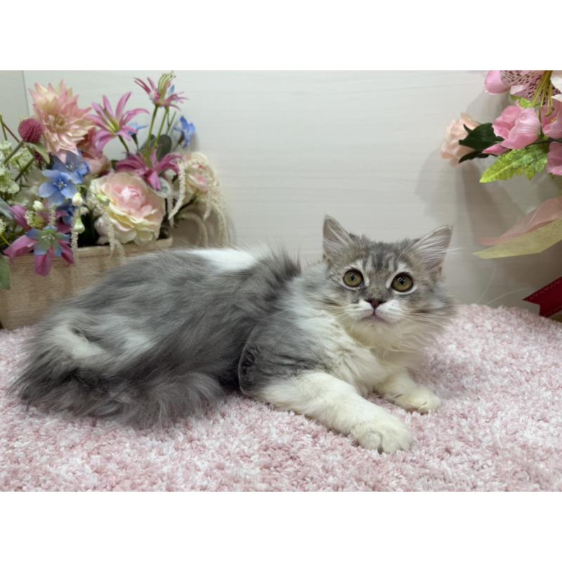 販売中の東京都のラガマフィン-139557の3枚目