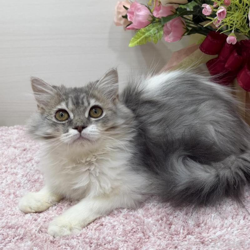 販売中の東京都のラガマフィン-139557の1枚目