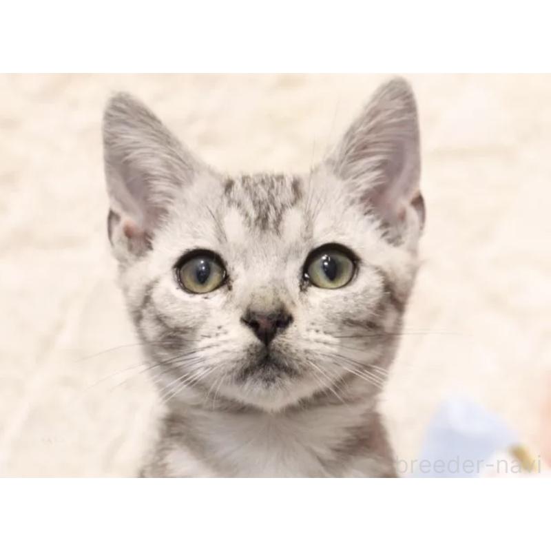 販売中の東京都のアメリカンショートヘア-139558の4枚目