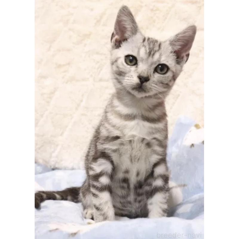 販売中の東京都のアメリカンショートヘア-139558の3枚目