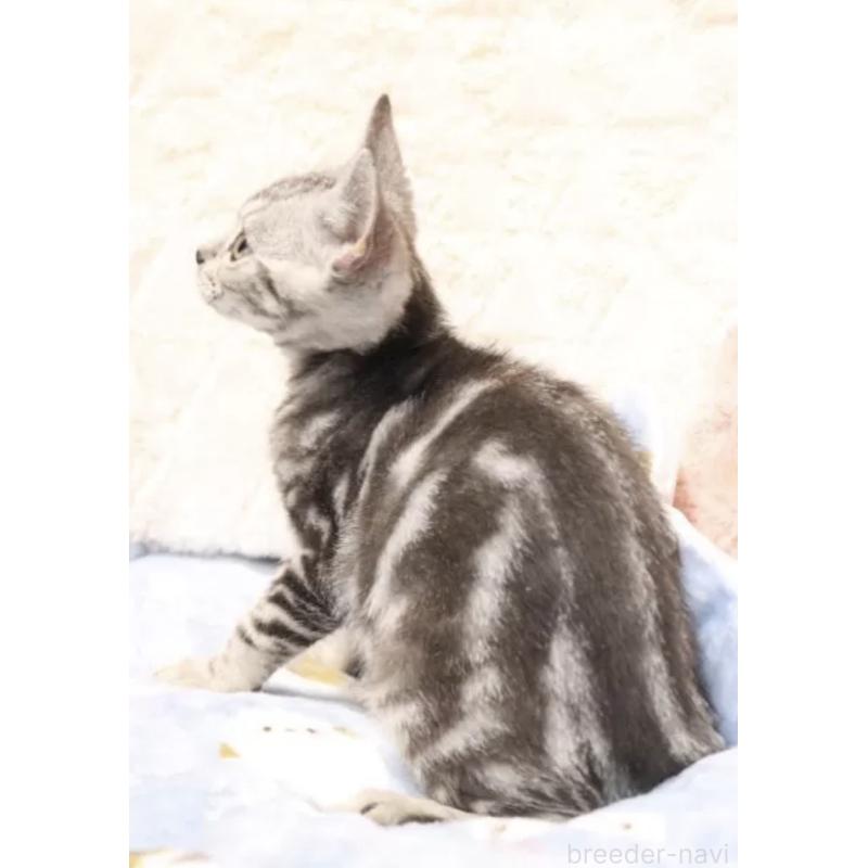 販売中の東京都のアメリカンショートヘア-139558の2枚目