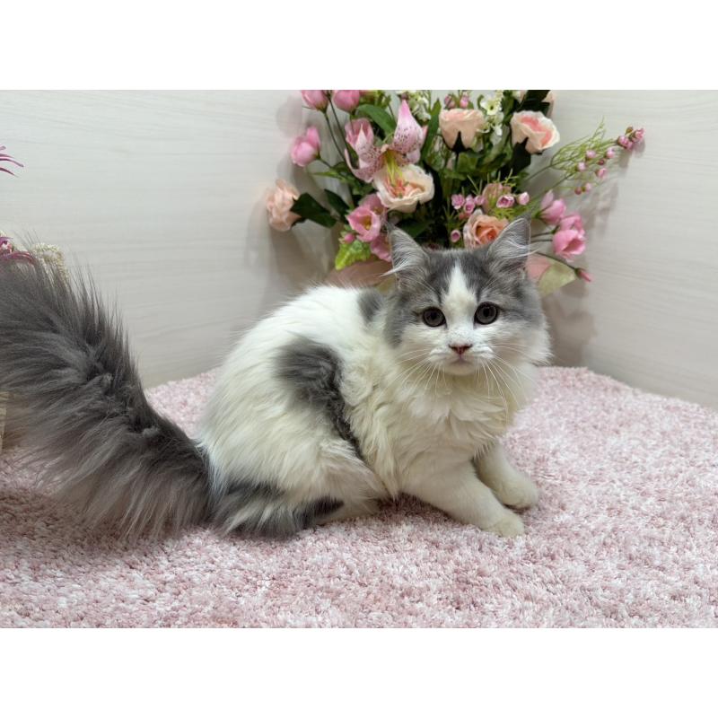 販売中の東京都のラガマフィン-139559の9枚目