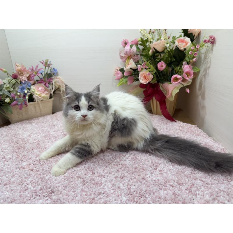 販売中の東京都のラガマフィン-139559の8枚目