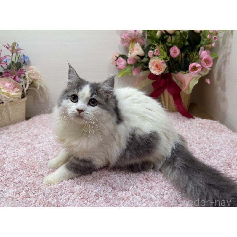 販売中の東京都のラガマフィン-139559の7枚目