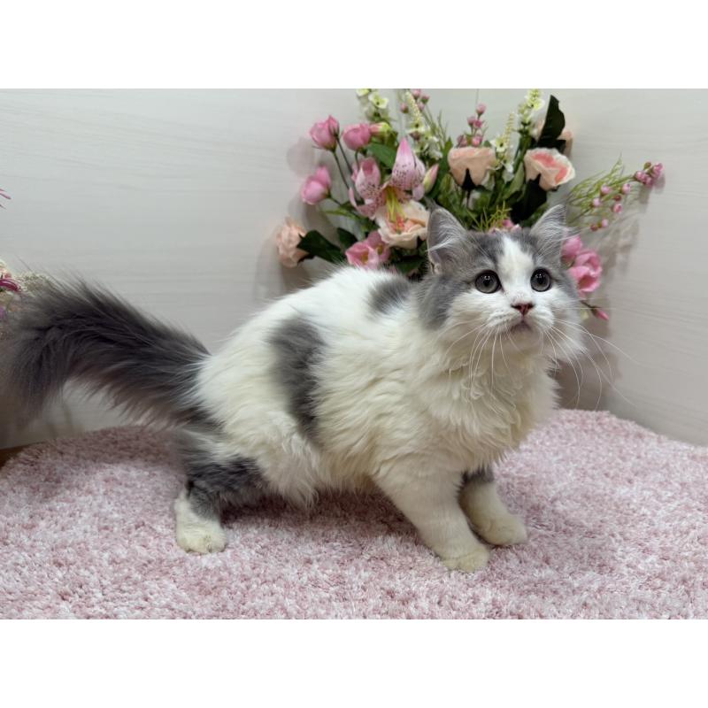 販売中の東京都のラガマフィン-139559の6枚目