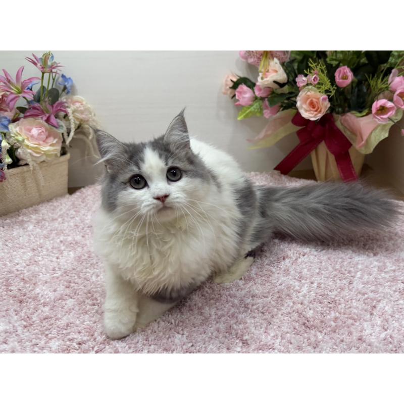 販売中の東京都のラガマフィン-139559の5枚目