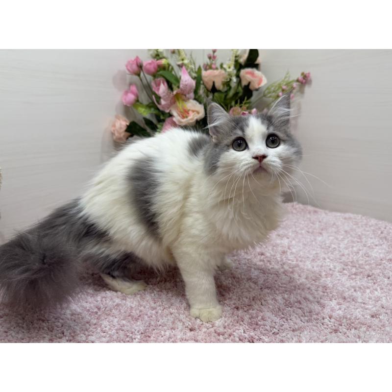 販売中の東京都のラガマフィン-139559の4枚目