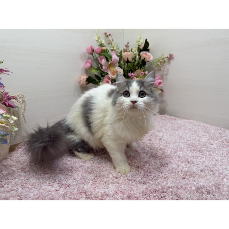 販売中の東京都のラガマフィン-139559の3枚目