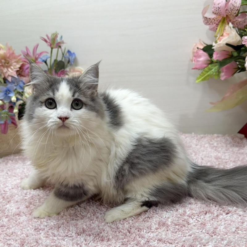 販売中の東京都のラガマフィン-139559