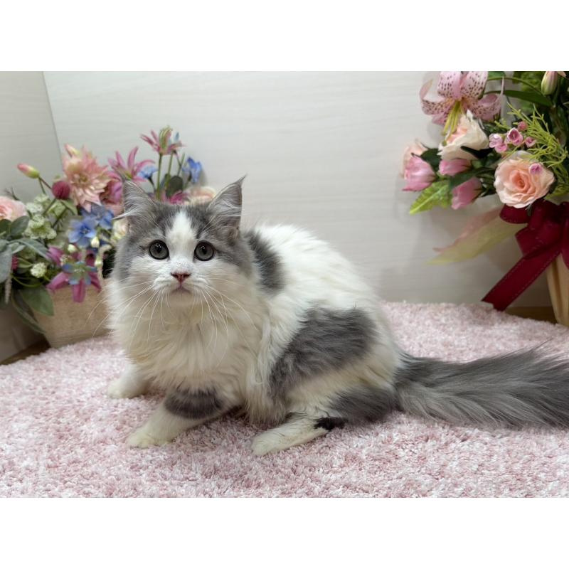 販売中の東京都のラガマフィン-139559の2枚目