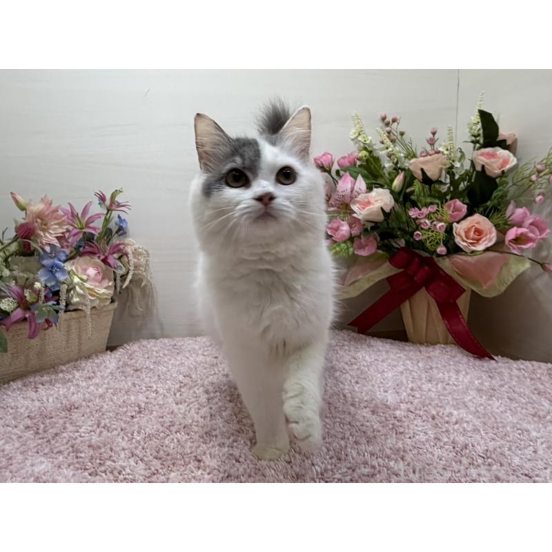 販売中の東京都のラガマフィン-139560の7枚目