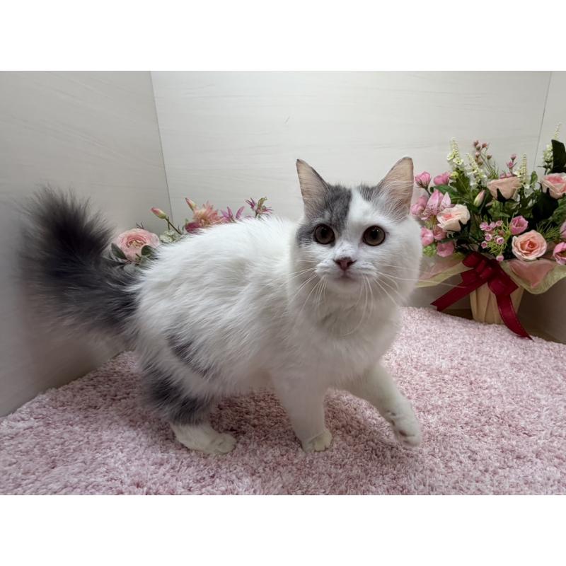 販売中の東京都のラガマフィン-139560の5枚目