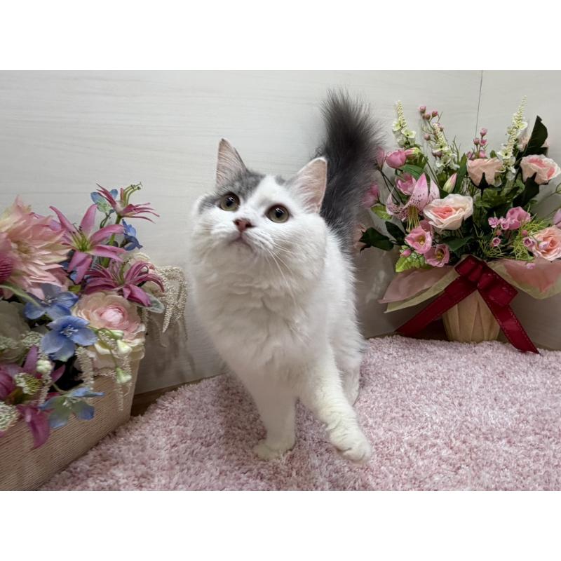 販売中の東京都のラガマフィン-139560の4枚目