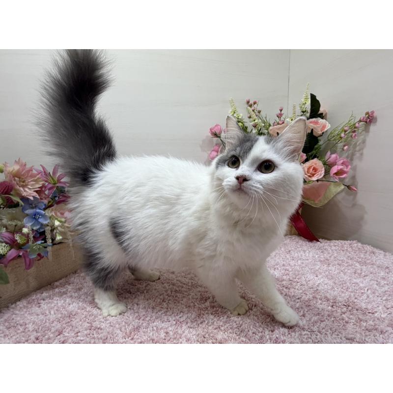 販売中の東京都のラガマフィン-139560の3枚目